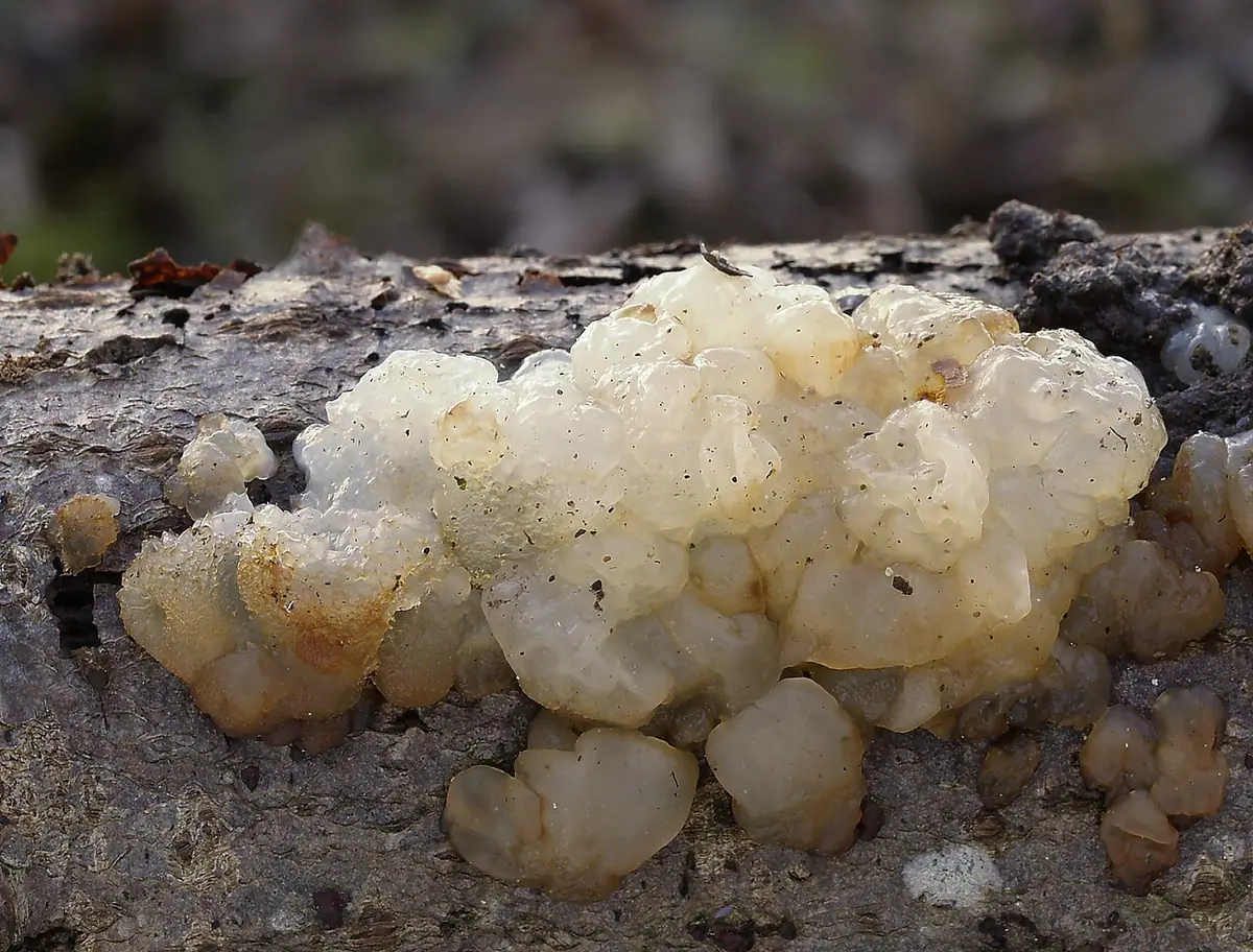 Kisielnica dwubarwna (Exidia cartilaginea) — zdjęcie 1 z 4