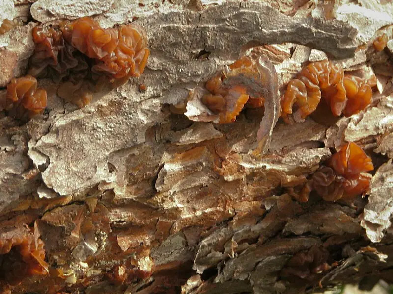 Kisielnica karmelowata (Exidia saccharina) — zdjęcie 1 z 4
