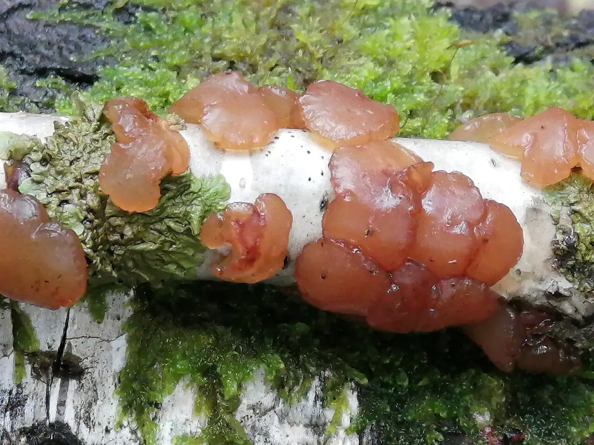 Kisielnica krążkowata (Exidia repanda) — zdjęcie 1 z 4