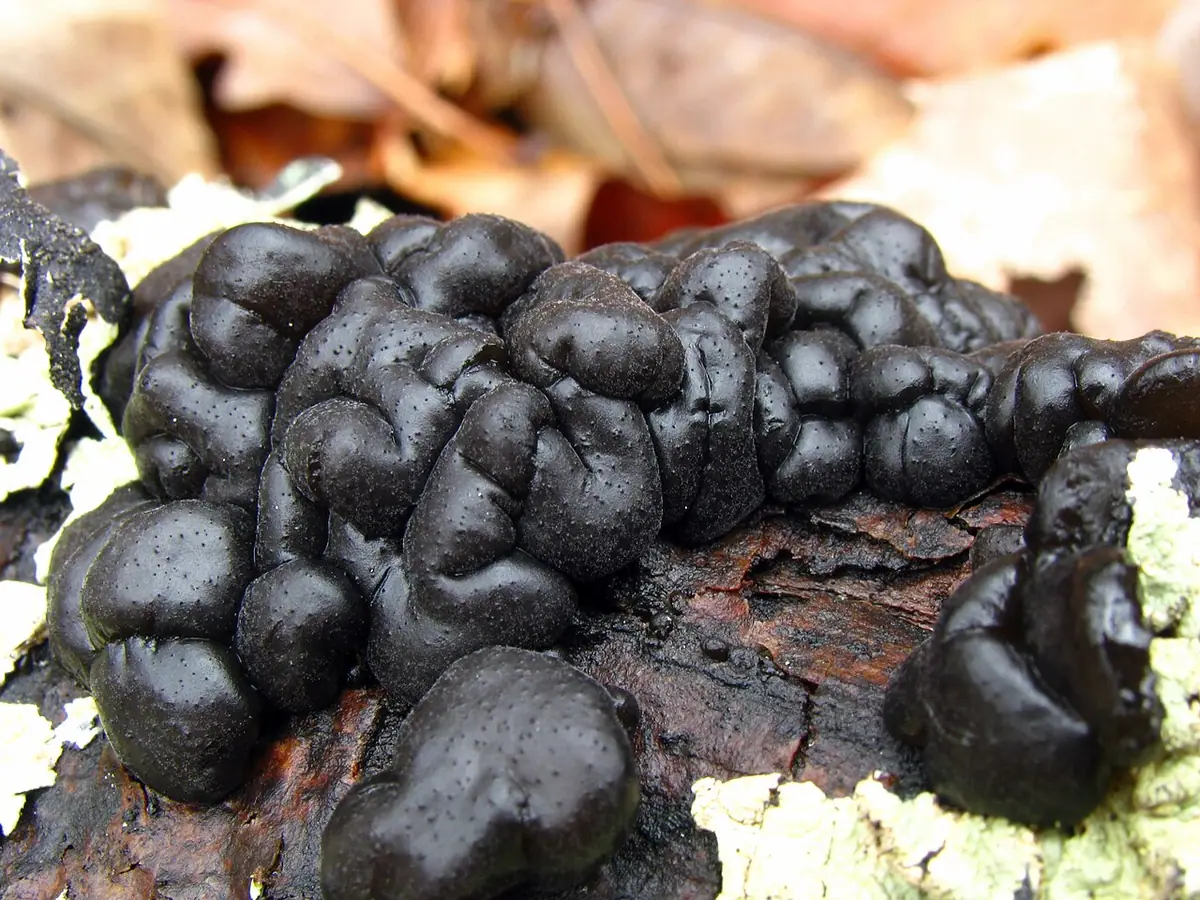 Kisielnica trzoneczkowa (Exidia glandulosa) — zdjęcie 1 z 4