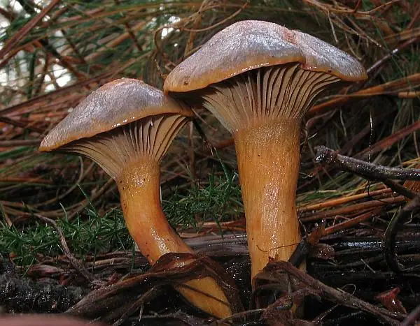 Klejek alpejski podgatunek tatrzański (Chroogomphus helveticus subsp. tatrensis) — zdjęcie 1 z 4