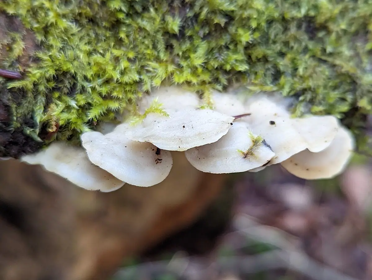 Klejoporek winnoczerwony (Meruliopsis taxicola) — zdjęcie 1 z 4