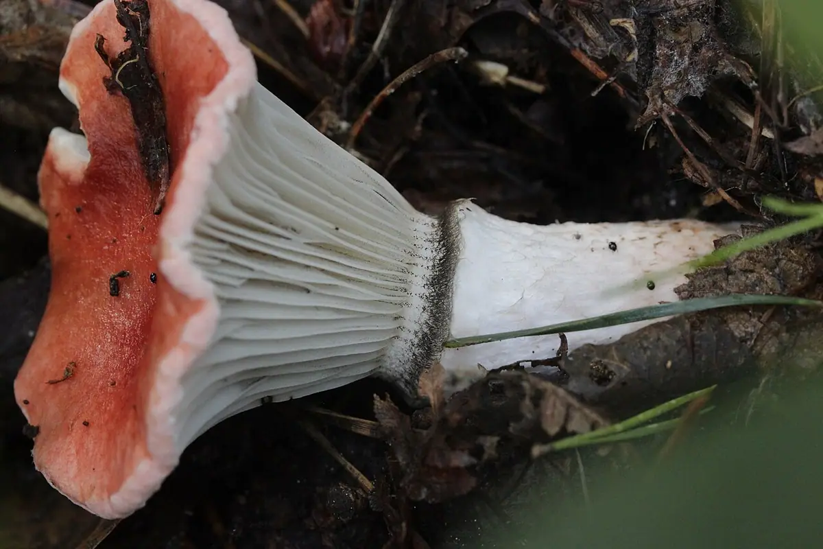 Klejówka różowa (Gomphidius roseus) — zdjęcie 1 z 4