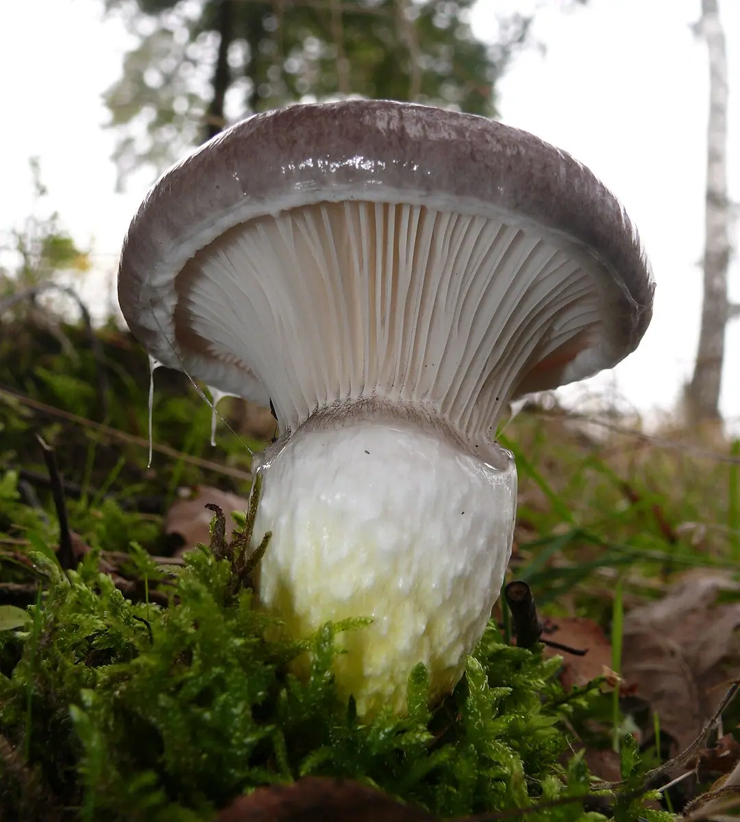 Klejówka świerkowa (Gomphidius glutinosus) — zdjęcie 1 z 4