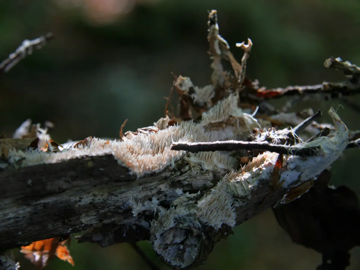 Kolcóweczka białozielonawa (Kavinia alboviridis) — zdjęcie 1 z 4