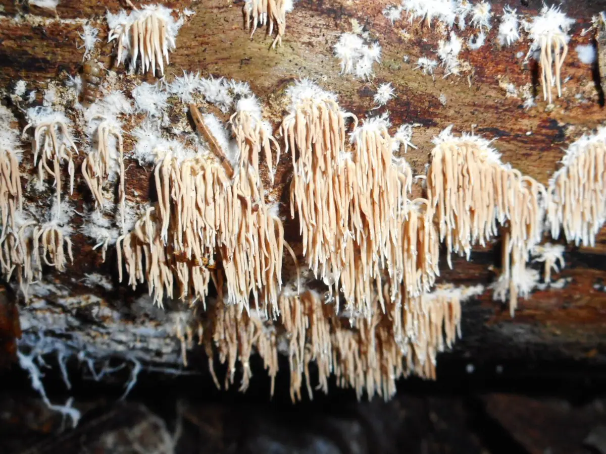 Kolcóweczka gładkozarodnikowa (Hydnocristella himantia) — zdjęcie 1 z 4