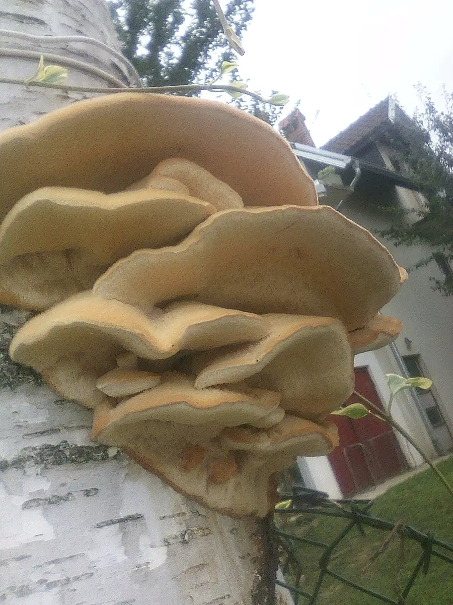 Kolcówka jabłoniowa (Sarcodontia crocea) — zdjęcie 1 z 4