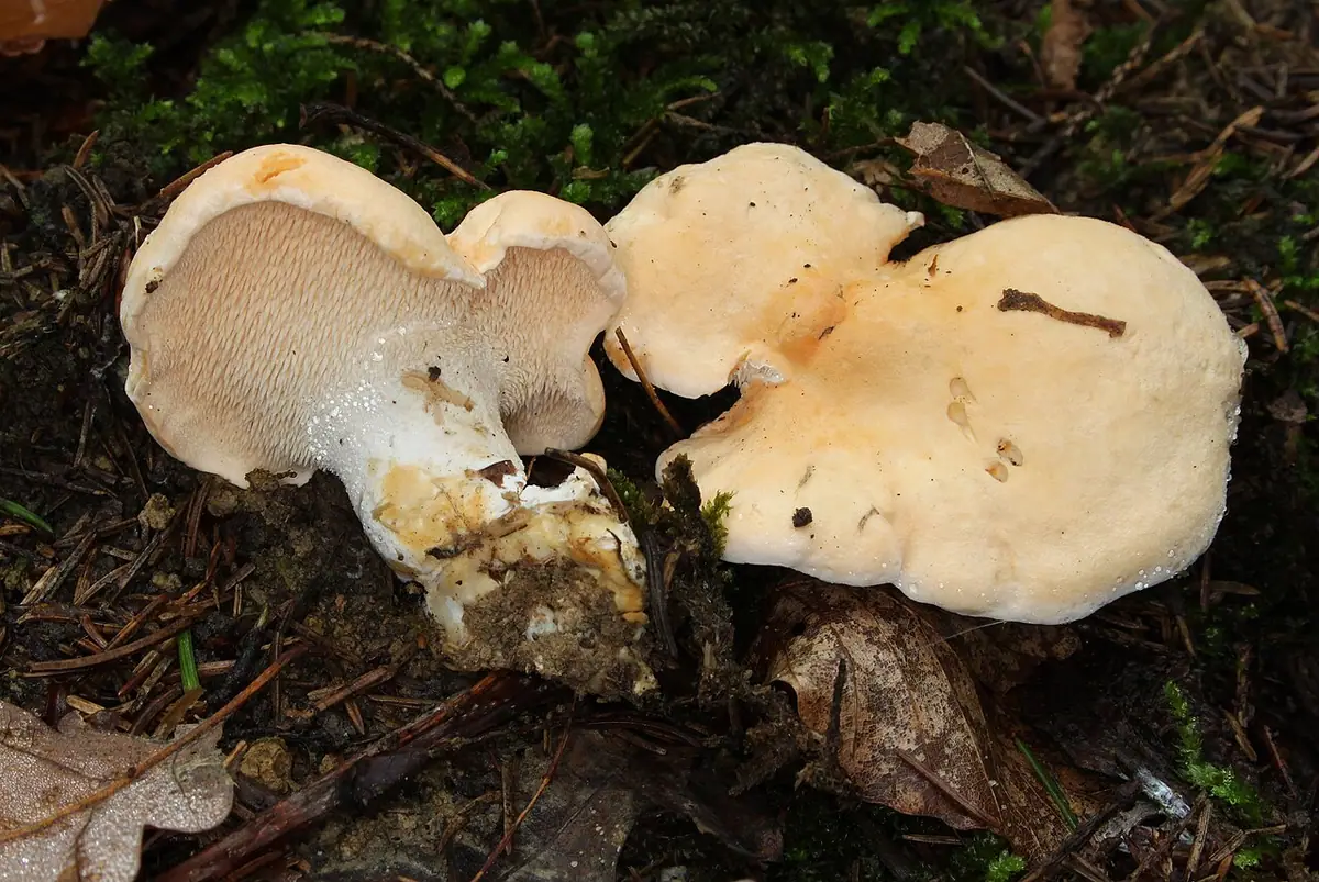 Kolczak obłączasty (Hydnum repandum) — zdjęcie 1 z 4