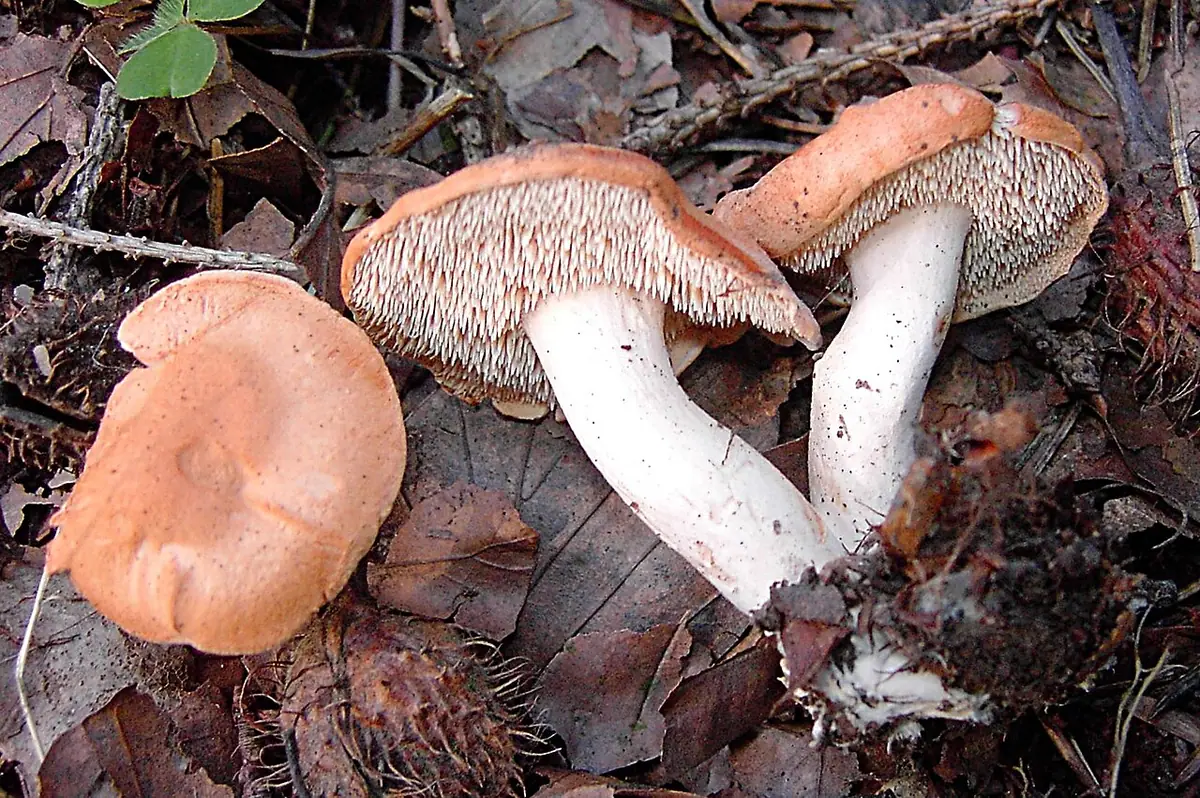 Kolczak rudawy (Hydnum rufescens) — zdjęcie 1 z 4