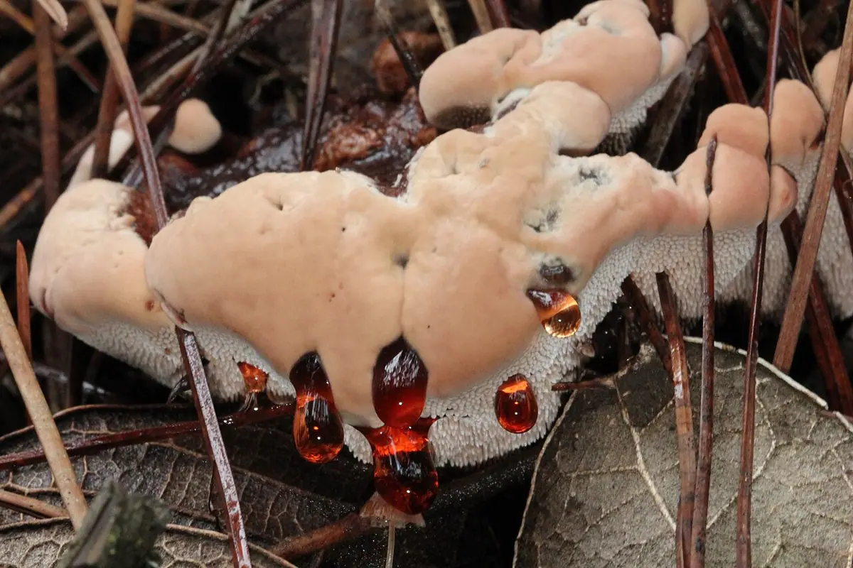 Kolczakówka kasztanowata (Hydnellum ferrugineum) — zdjęcie 1 z 4