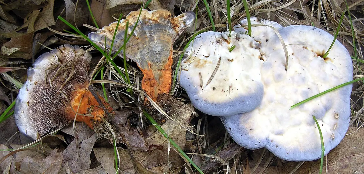 Kolczakówka niebieskawa (Hydnellum caeruleum) — zdjęcie 1 z 4