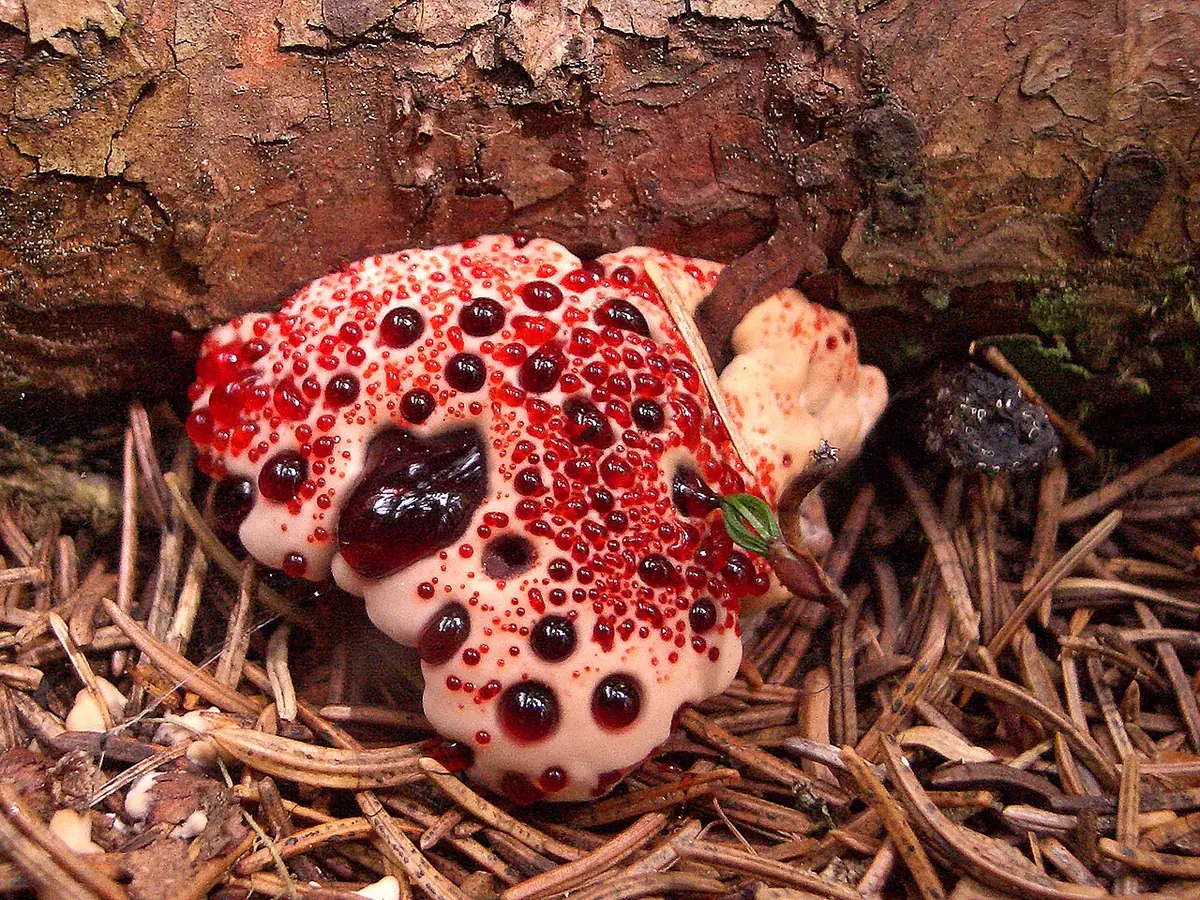 Kolczakówka piekąca (Hydnellum peckii) — zdjęcie 1 z 4