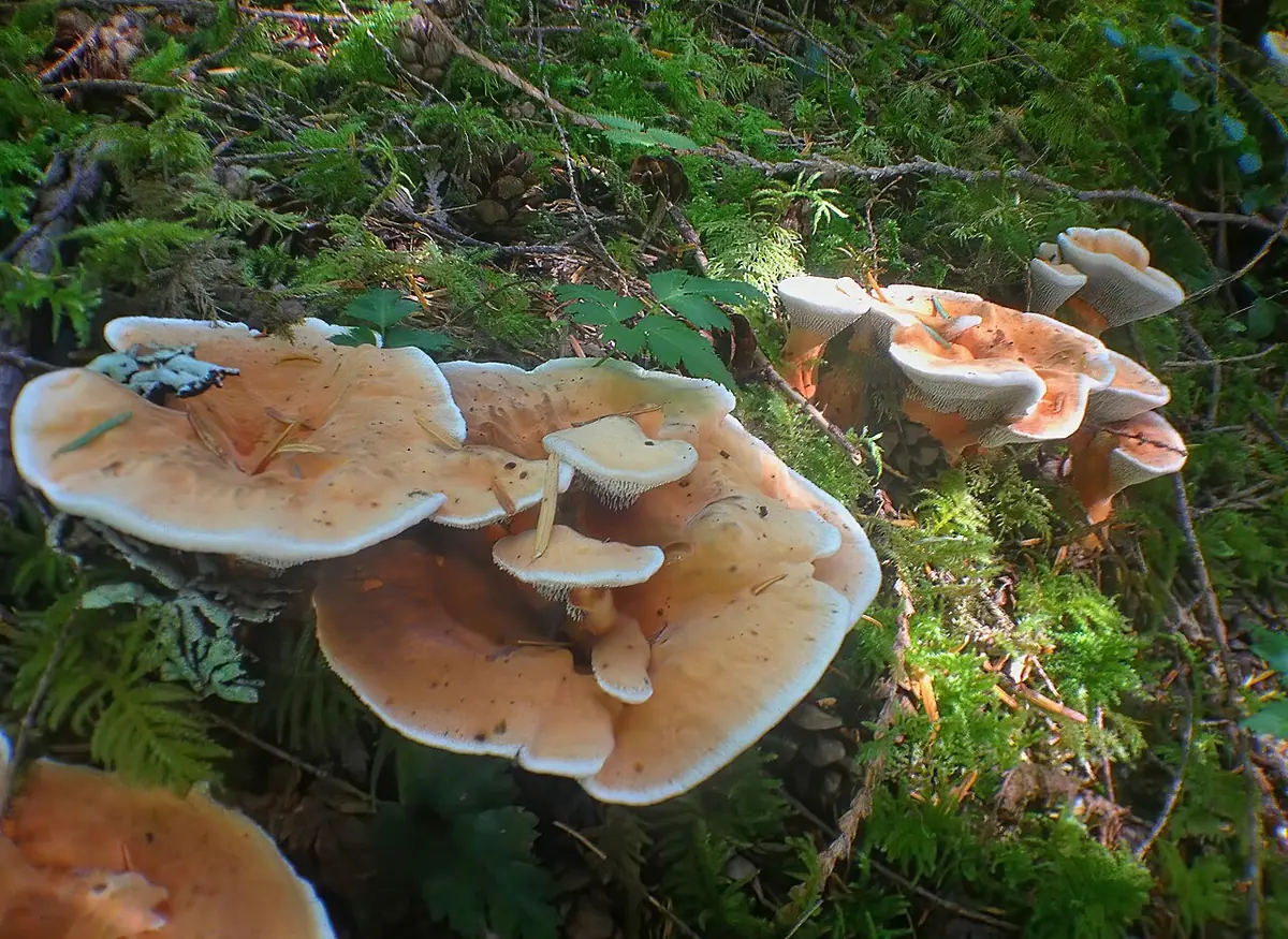 Kolczakówka pomarańczowa (Hydnellum aurantiacum) — zdjęcie 1 z 4