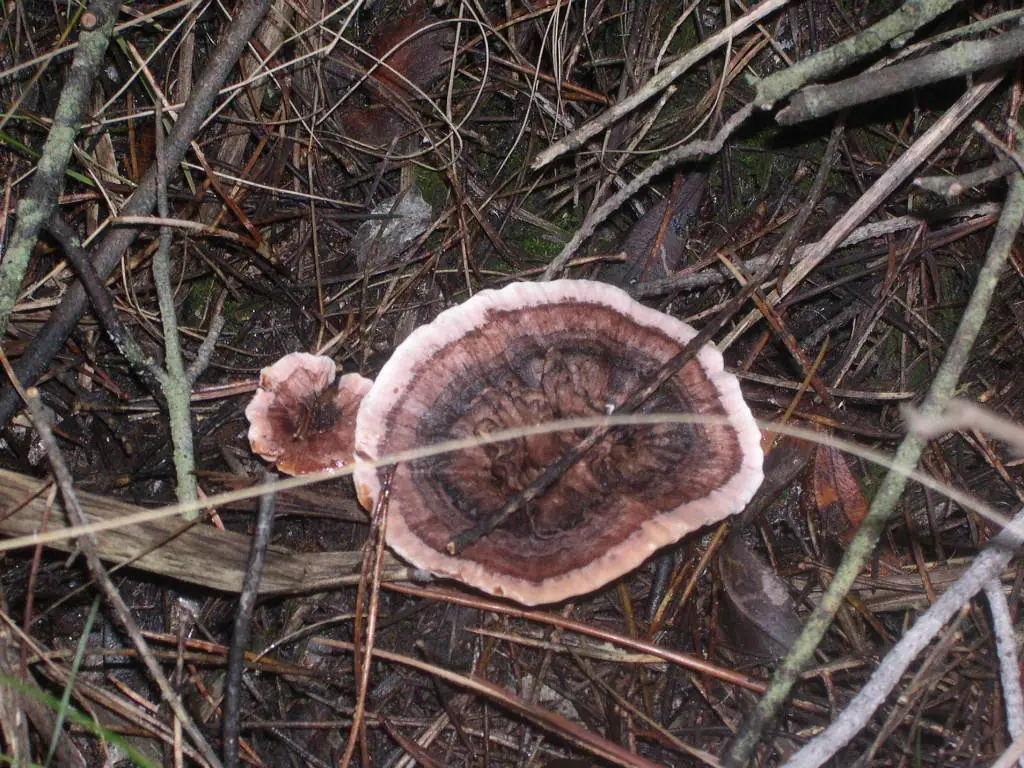 Kolczakówka strefowana (Hydnellum concrescens) — zdjęcie 1 z 4