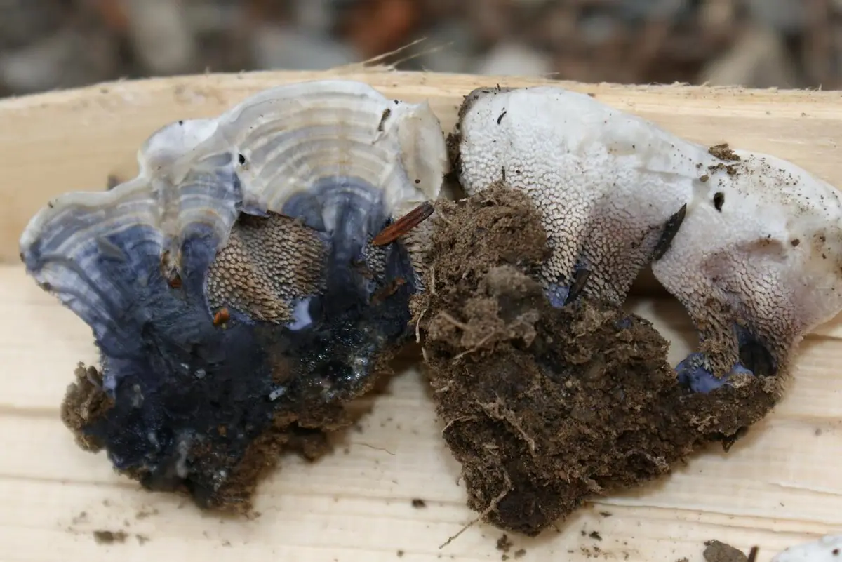 Kolczakówka wonna (Hydnellum suaveolens) — zdjęcie 1 z 4