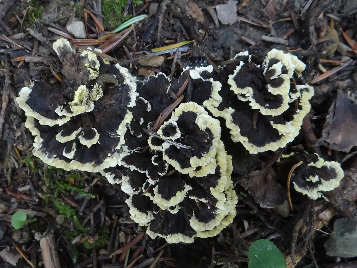 Kolczakówka zielonożółta (Hydnellum geogenium) — zdjęcie 1 z 4