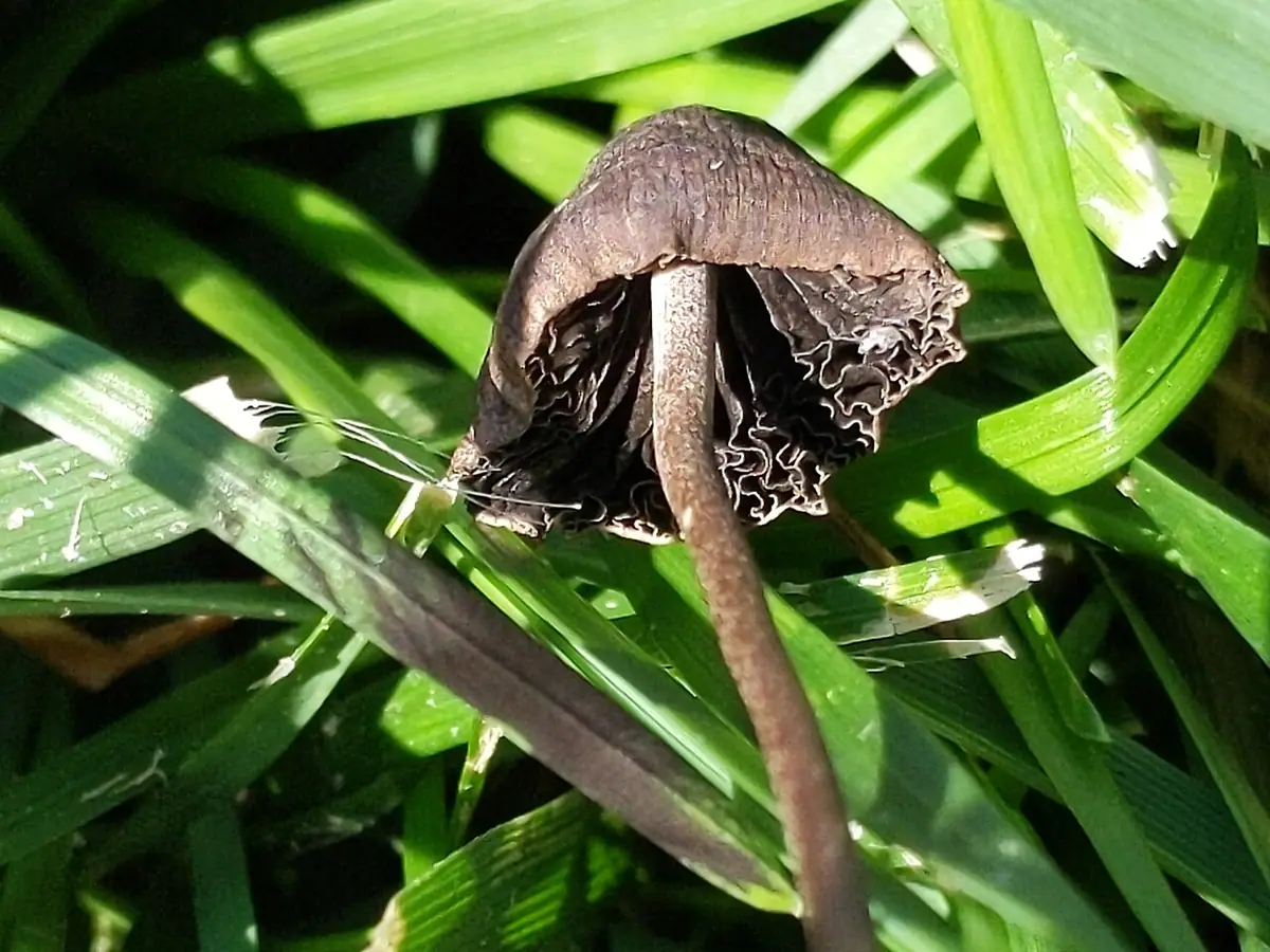 Kołpaczek ciemnoszary (Panaeolus fimicola) — zdjęcie 1 z 4