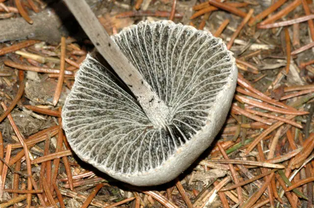 Kołpaczek kropelkowaty (Panaeolus guttulatus) — zdjęcie 1 z 4