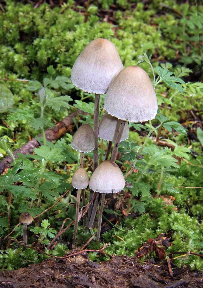 Kołpaczek mierzwiowy (Panaeolus papilionaceus) — zdjęcie 1 z 4