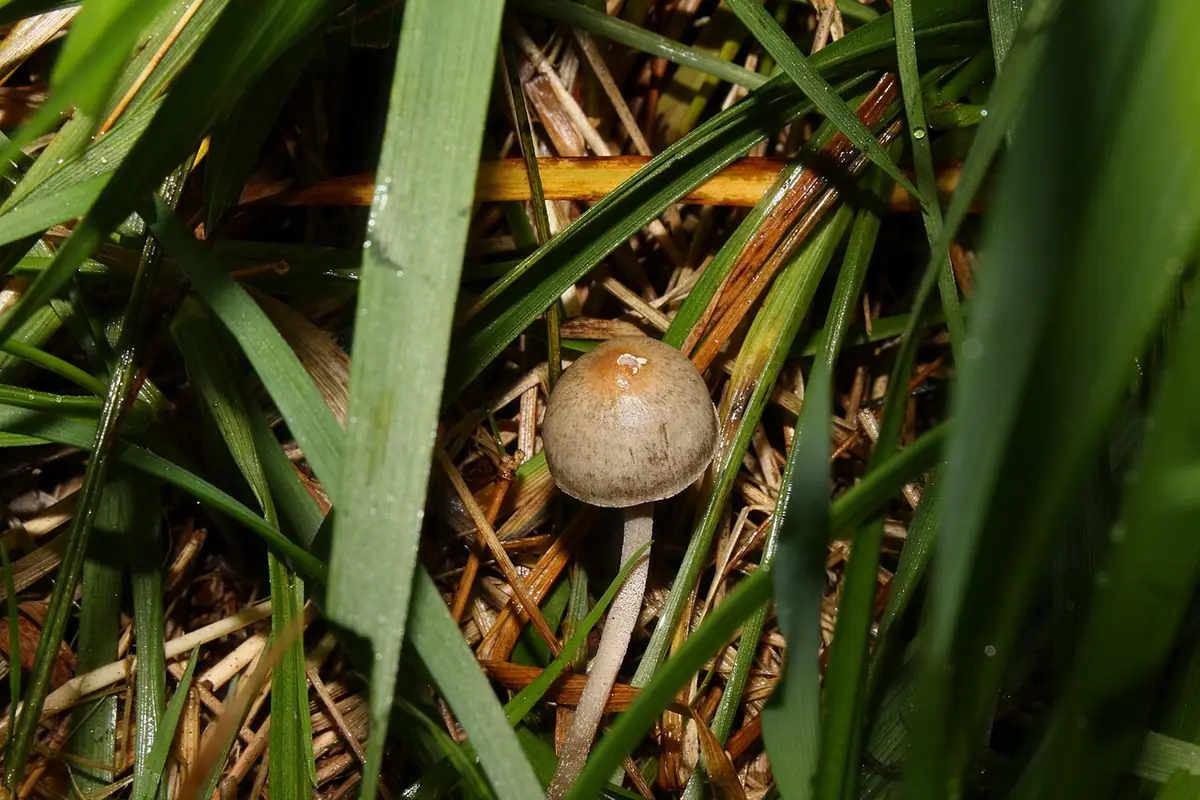 Kołpaczek oliwkowy (Panaeolus olivaceus) — zdjęcie 1 z 4
