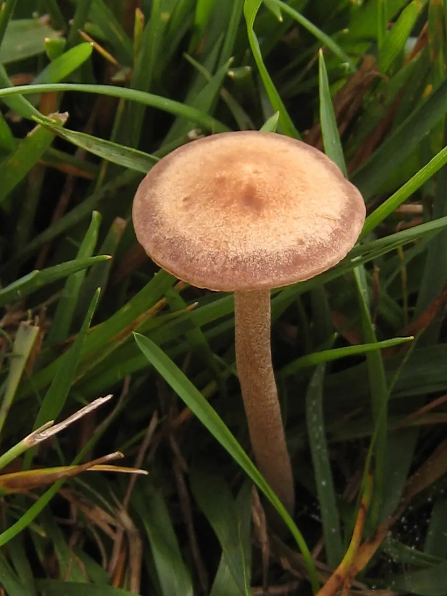 Kołpaczek pośredni (Panaeolus cinctulus) — zdjęcie 1 z 4