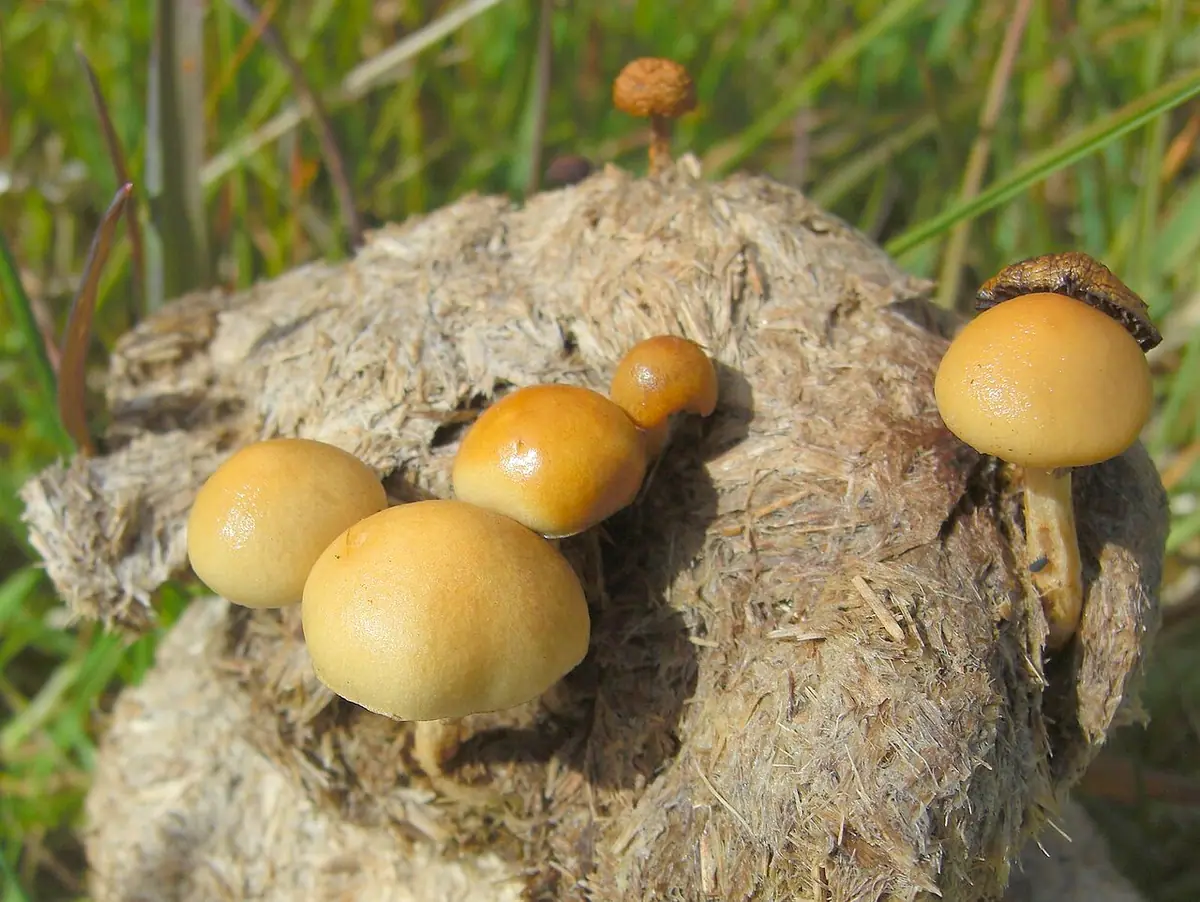 Koprolubka łajnowa (Protostropharia semiglobata) — zdjęcie 1 z 4