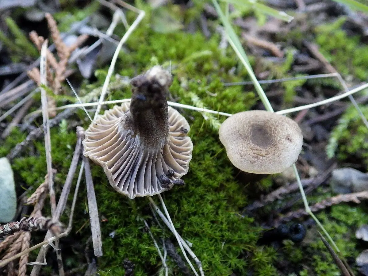 Kopułeczek ciemnoblaszkowy (Camarophyllopsis phaeophylla) — zdjęcie 1 z 3