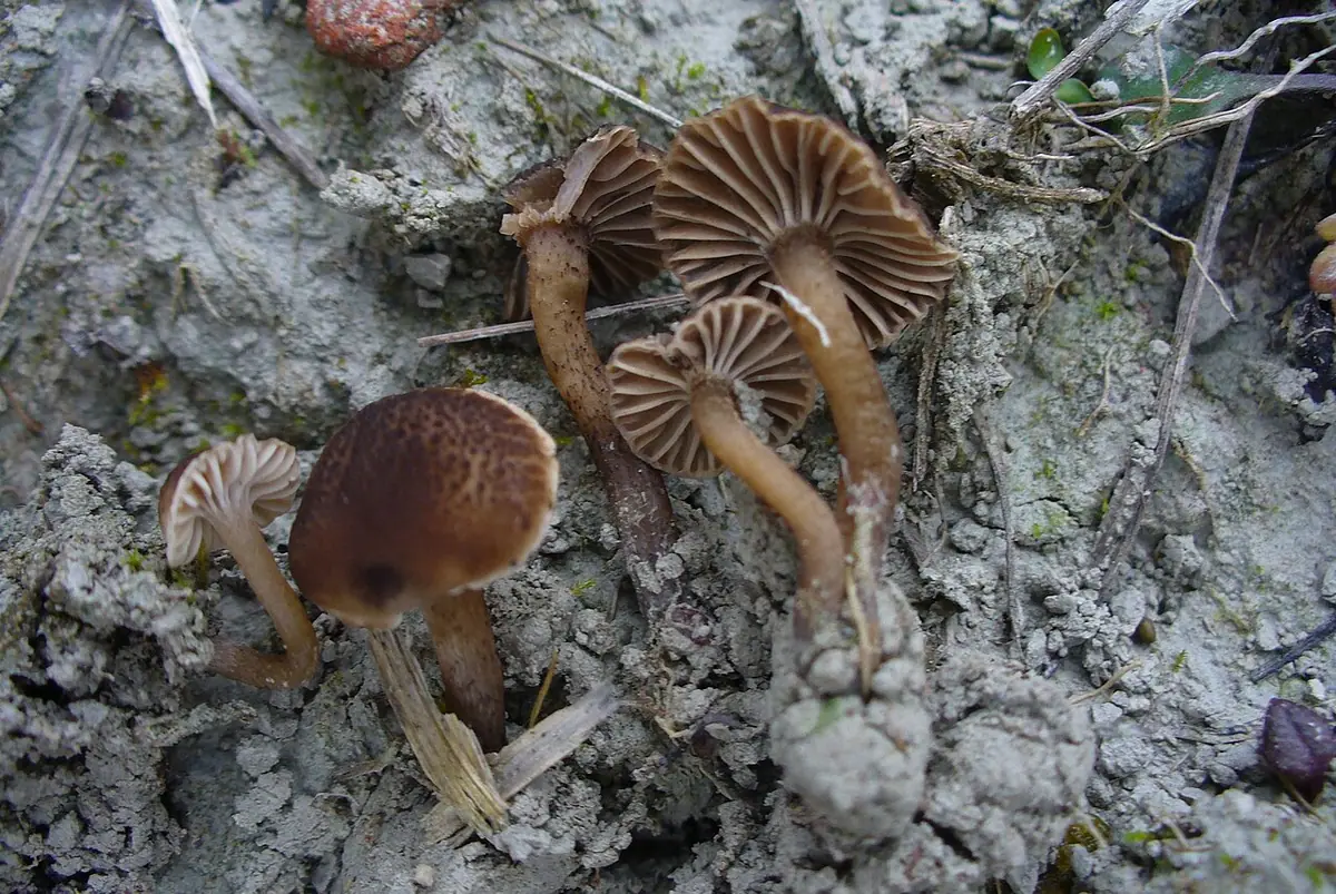 Kopułeczek ciemnopunktowany (Camarophyllopsis atropuncta) — zdjęcie 1 z 3