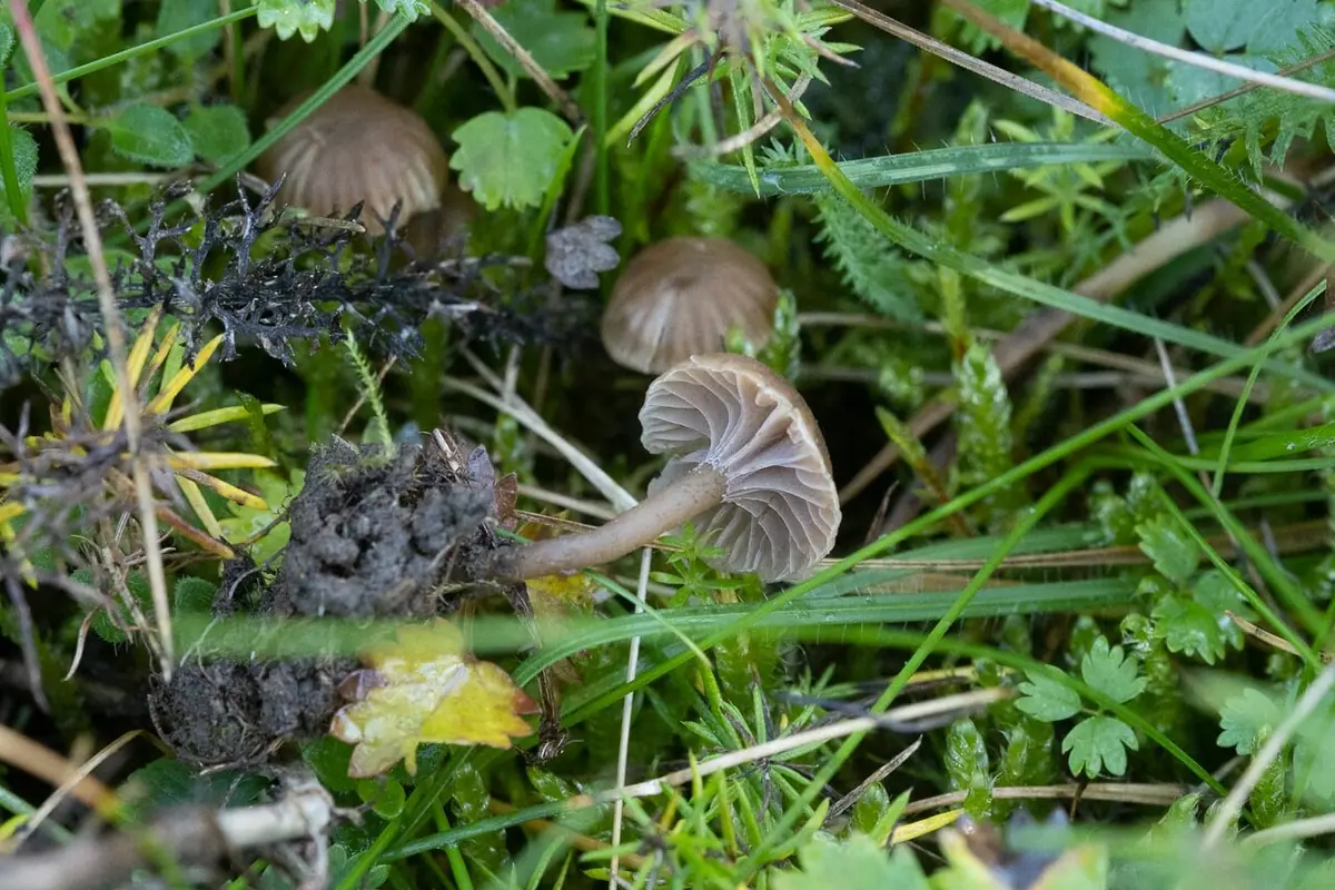 Kopułeczek śmierdzący (Camarophyllopsis foetens) — zdjęcie 1 z 4