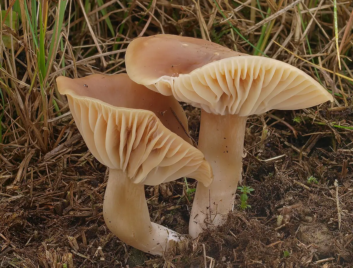 Kopułek jesienny (Hygrocybe colemanniana) — zdjęcie 1 z 4