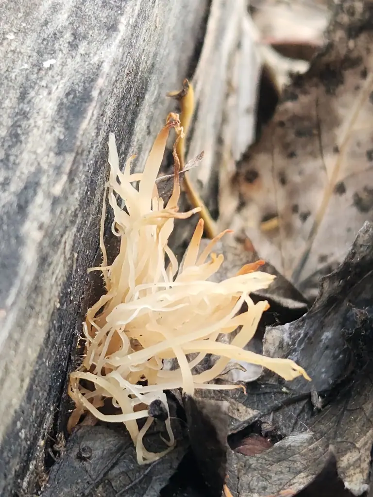 Koralóweczka białofioletowawa (Lentaria albovinacea) — zdjęcie 1 z 4