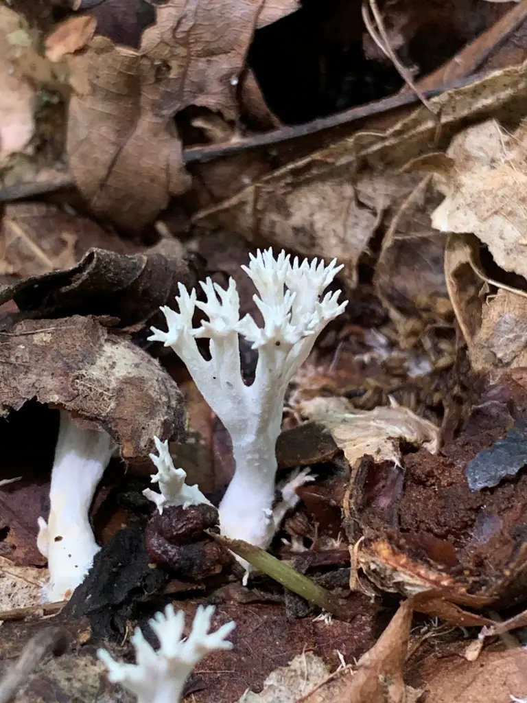 Koralóweczka płowoochrowa (Lentaria byssiseda) — zdjęcie 1 z 4
