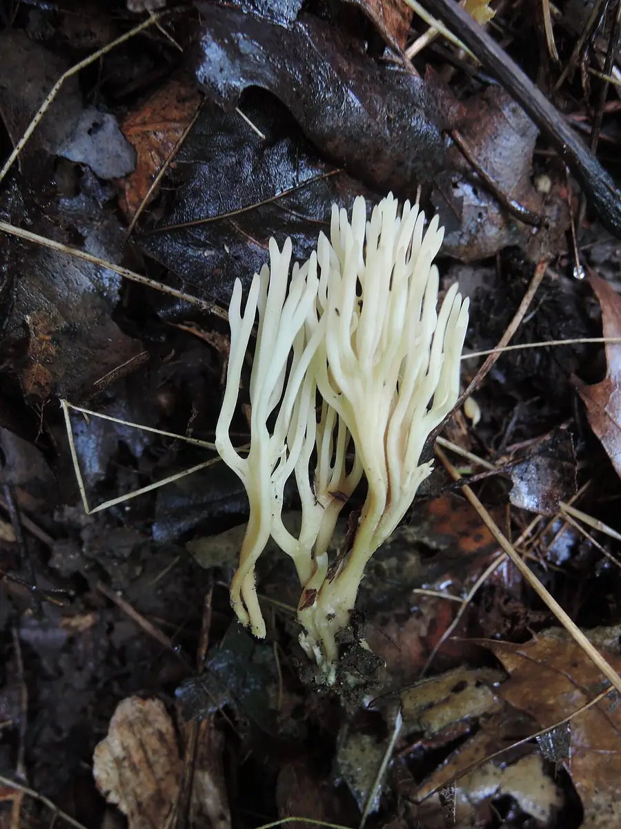 Koralowiec drobny (Ramariopsis subtilis)