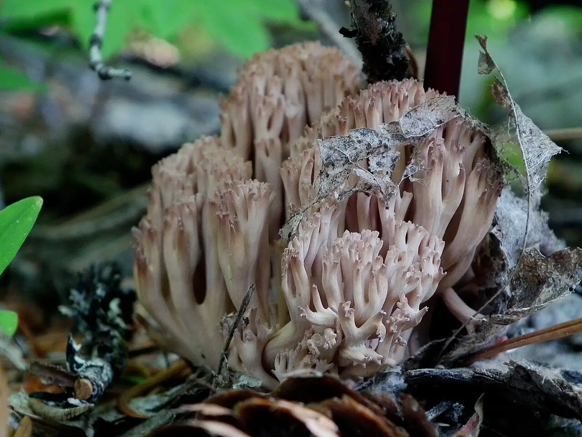 Koralówka biało-różowa (Ramaria rubripermanens) — zdjęcie 1 z 4