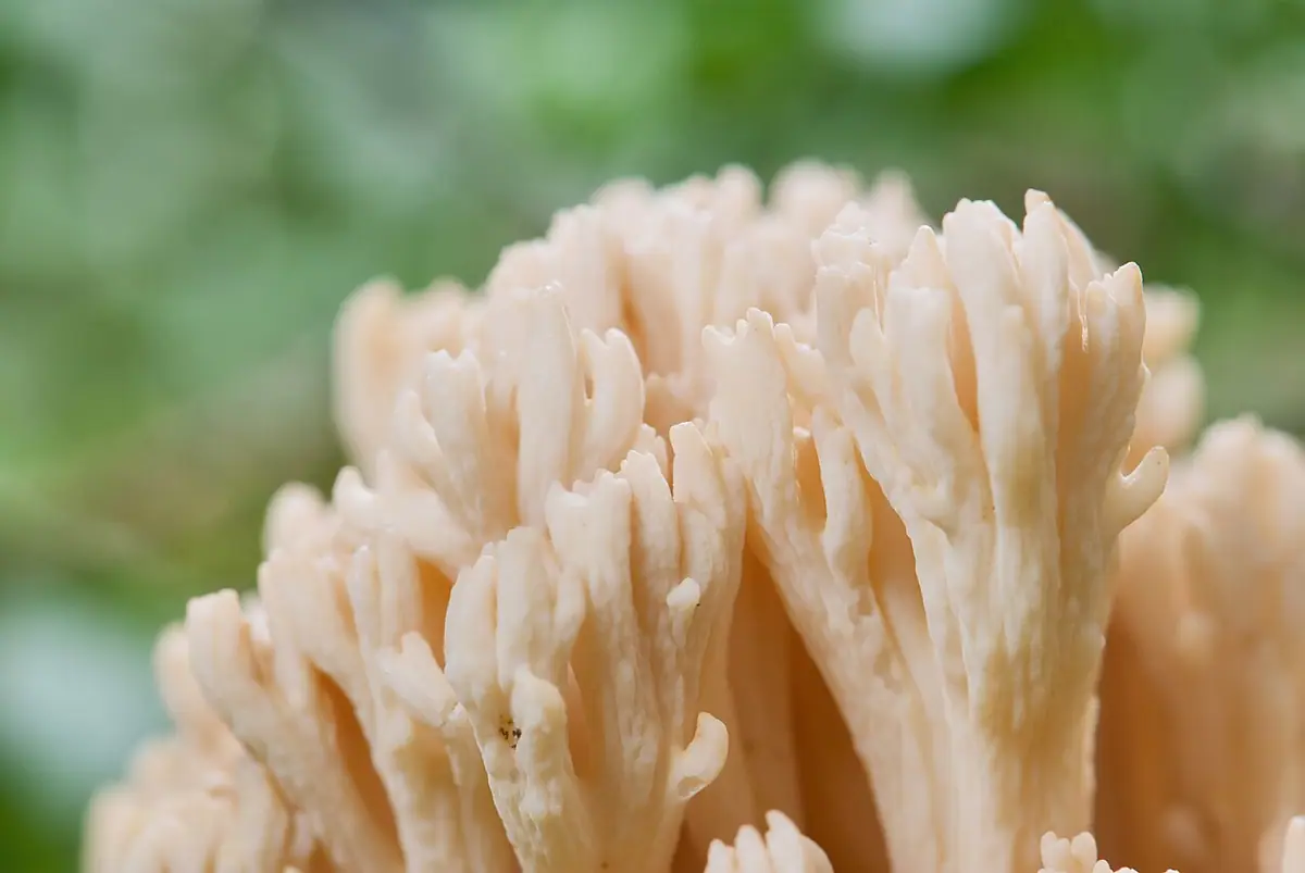 Koralówka blada (Ramaria pallida)
