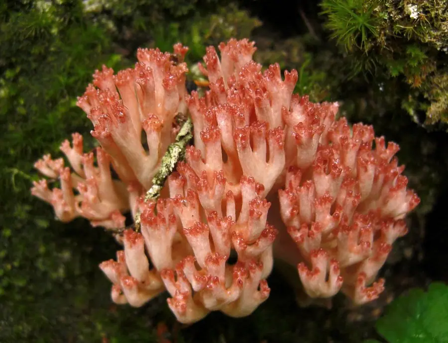 Koralówka czerwonowierzchołkowata (Ramaria botrytis)