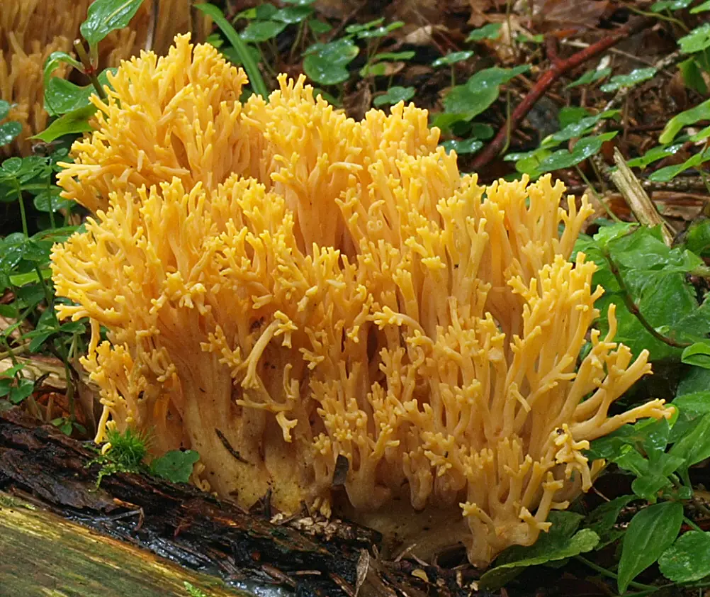 Koralówka gruba (Ramaria largentii) — zdjęcie 1 z 4
