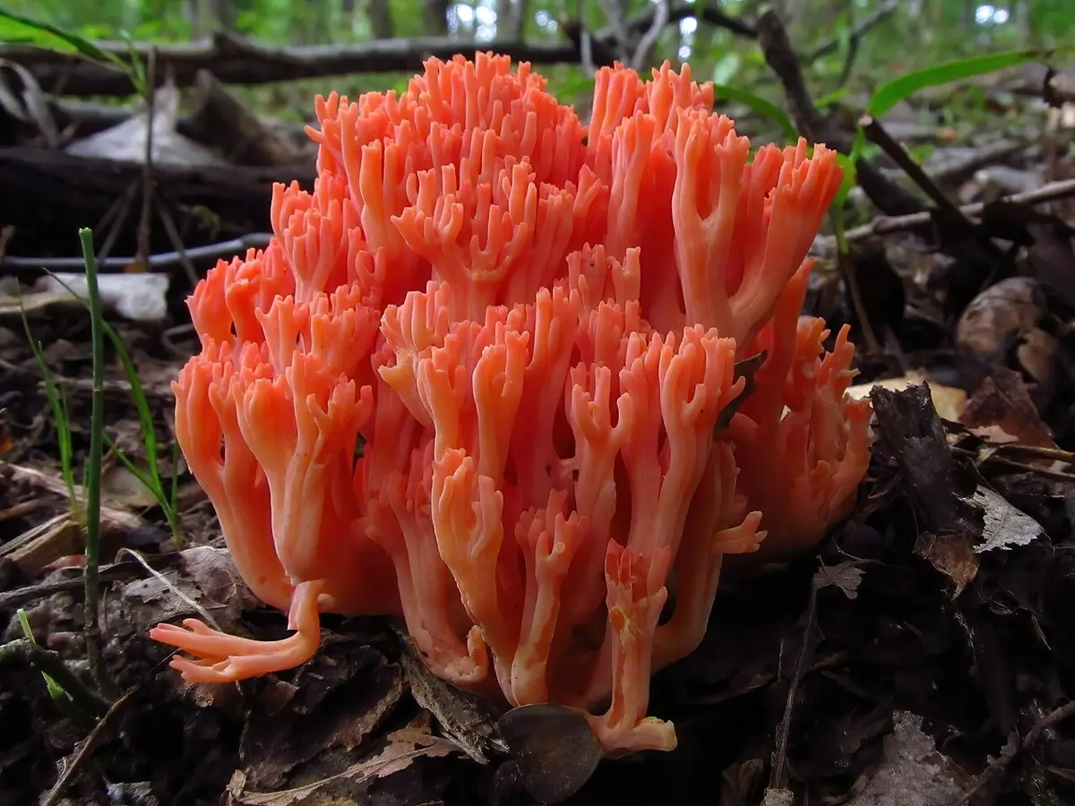Koralówka łososioworóżowa (Ramaria subbotrytis) — zdjęcie 1 z 4