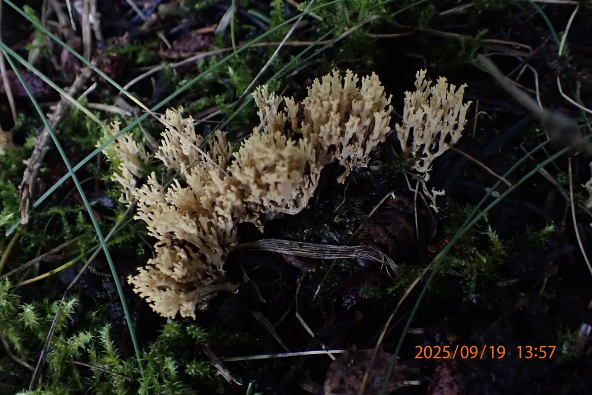 Koralówka pomarszczona (Ramaria corrugata) — zdjęcie 1 z 3