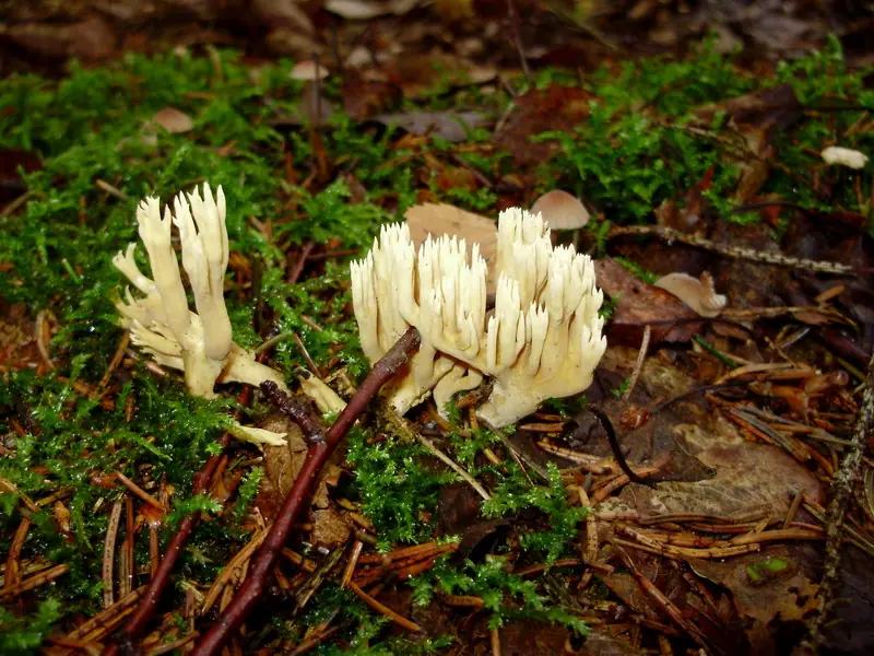 Koralówka sosnowa (Ramaria eumorpha) — zdjęcie 1 z 4
