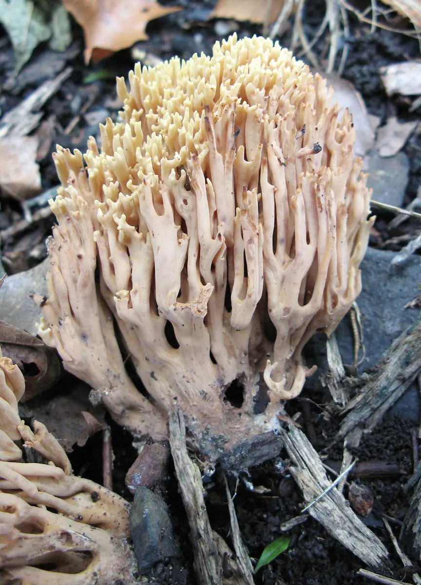 Koralówka strojna (Ramaria formosa)