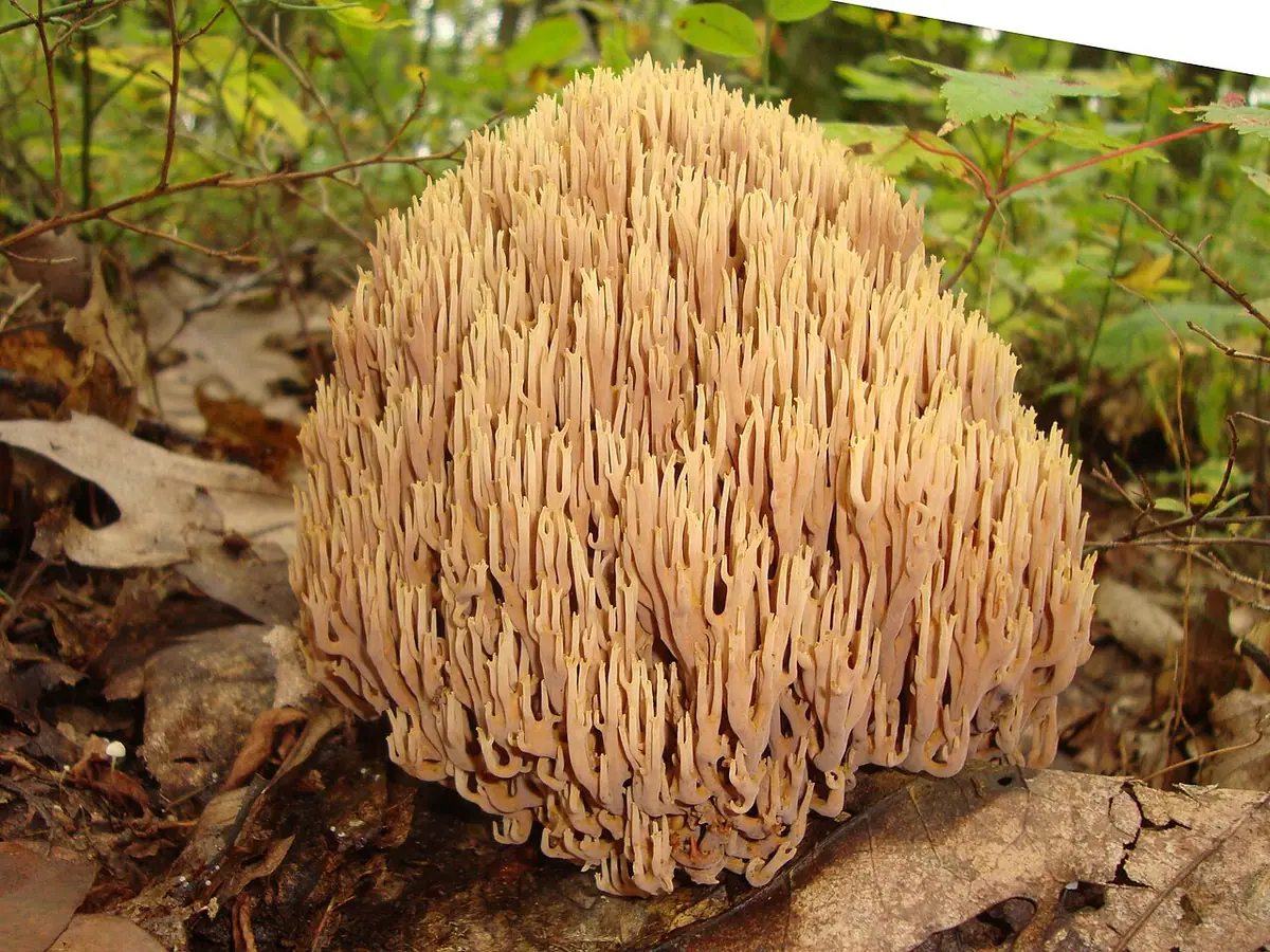 Koralówka sztywna (Ramaria stricta) — zdjęcie 1 z 4