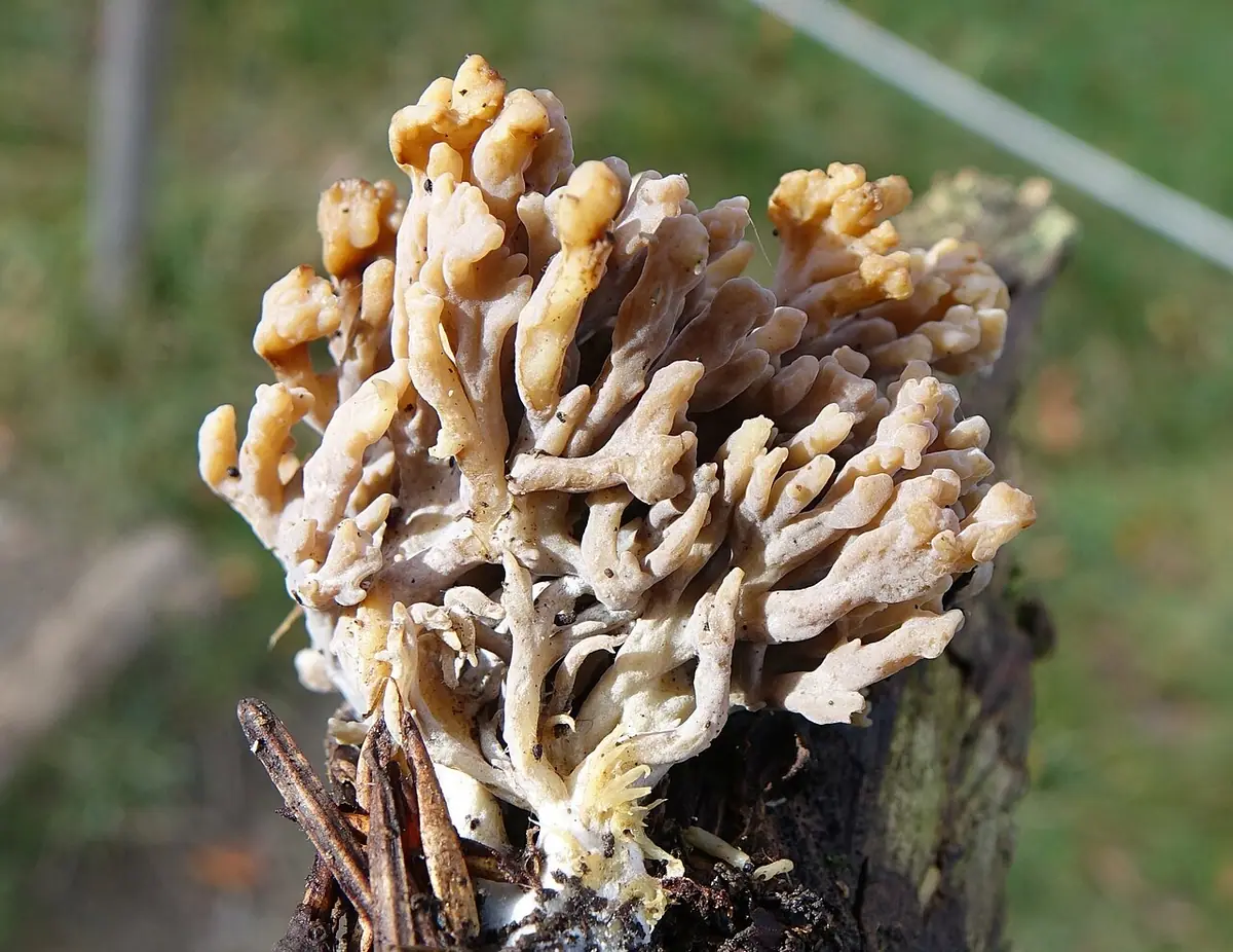 Koralówka tępowierzchołkowa (Ramaria obtusissima) — zdjęcie 1 z 2