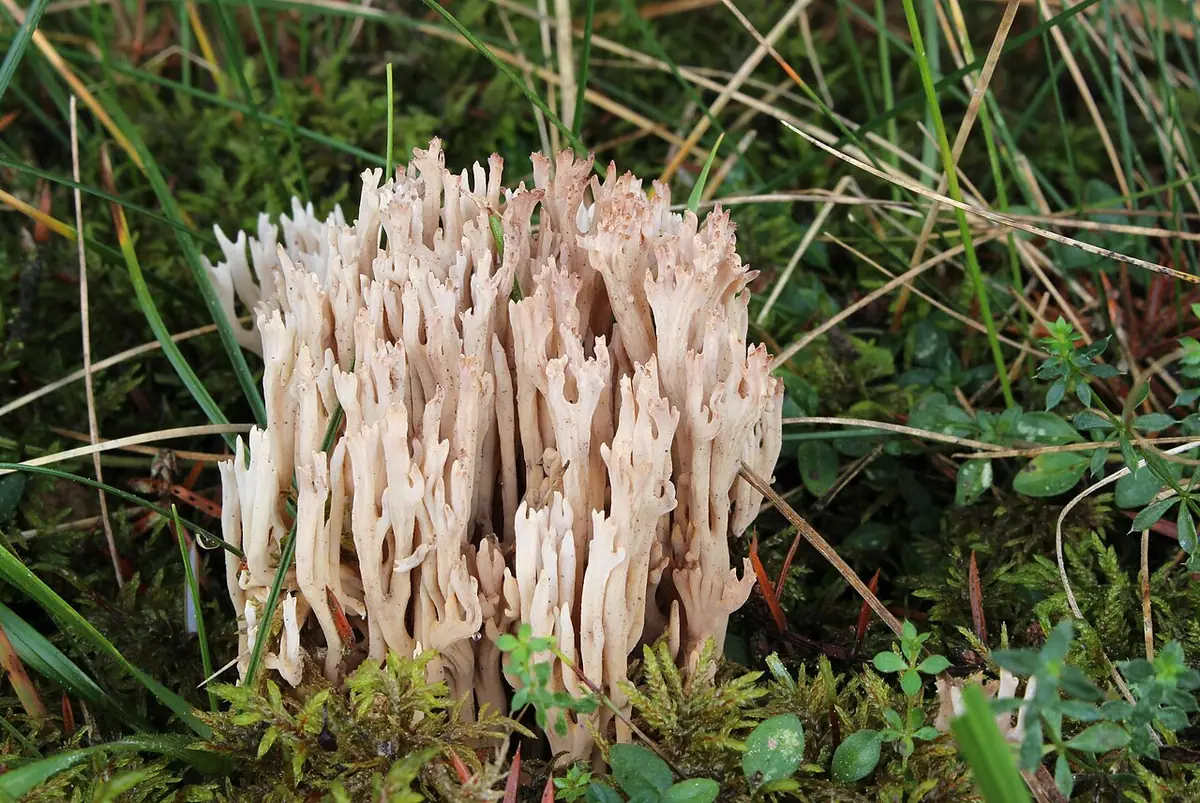 Koralówka wysmukła (Ramaria gracilis) — zdjęcie 1 z 4
