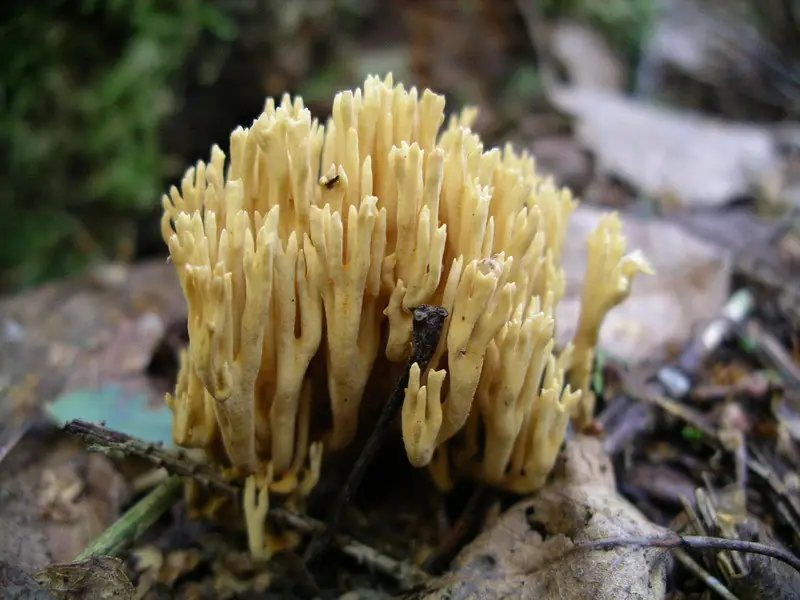 Koralówka zielonawa (Ramaria abietina) — zdjęcie 1 z 4