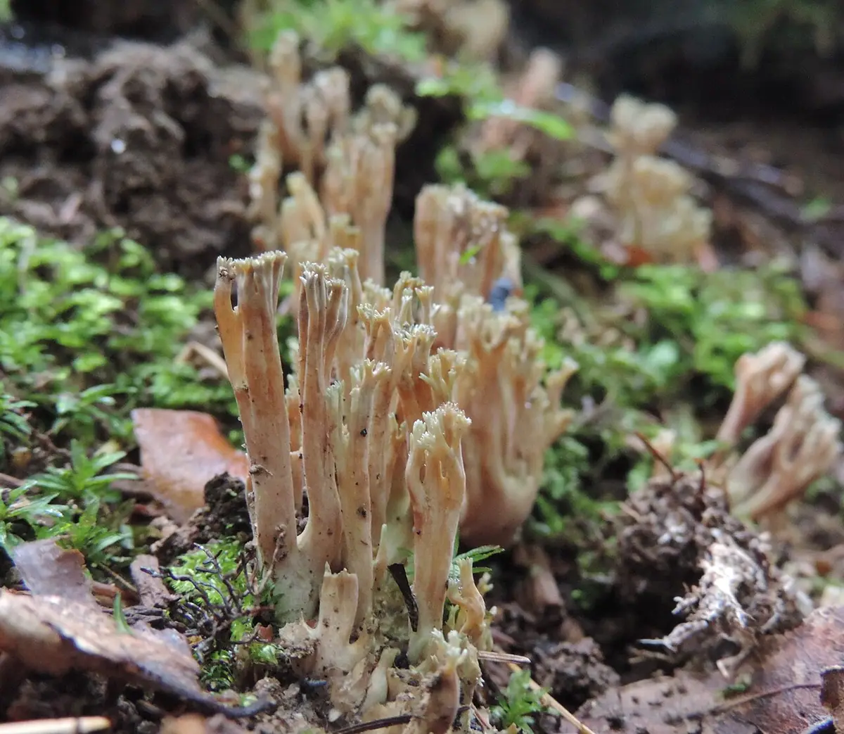 Koralówka zielonowierzchołkowa (Ramaria apiculata) — zdjęcie 1 z 4