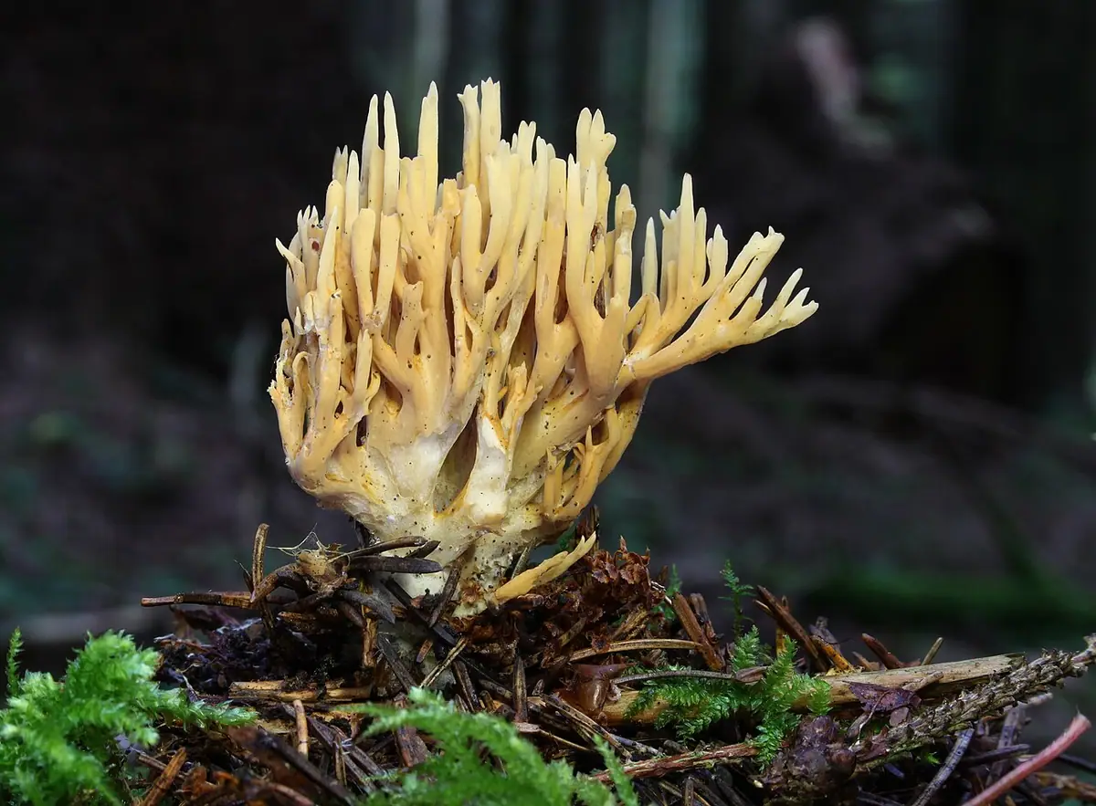 Koralówka zwiędła (Ramaria flaccida) — zdjęcie 1 z 4