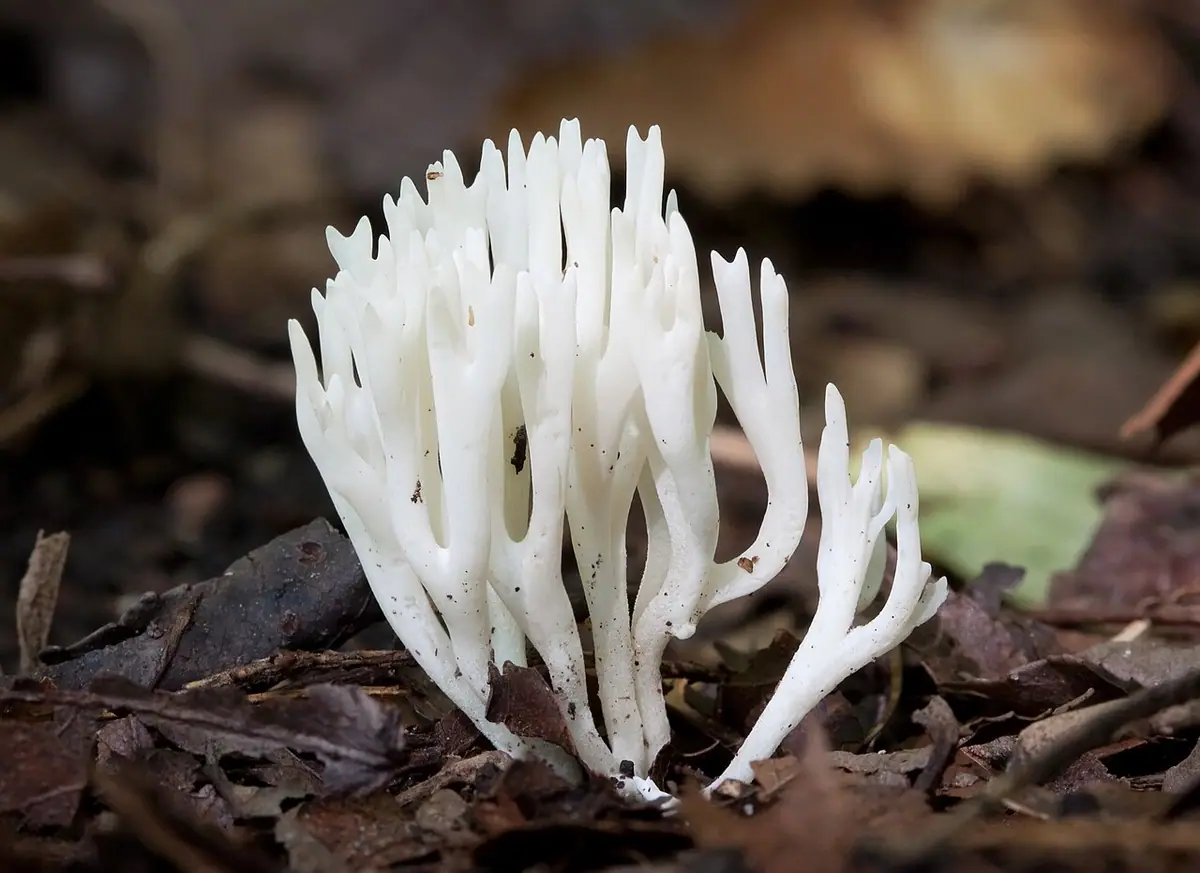 Koralownik białawy (Ramariopsis kunzei)