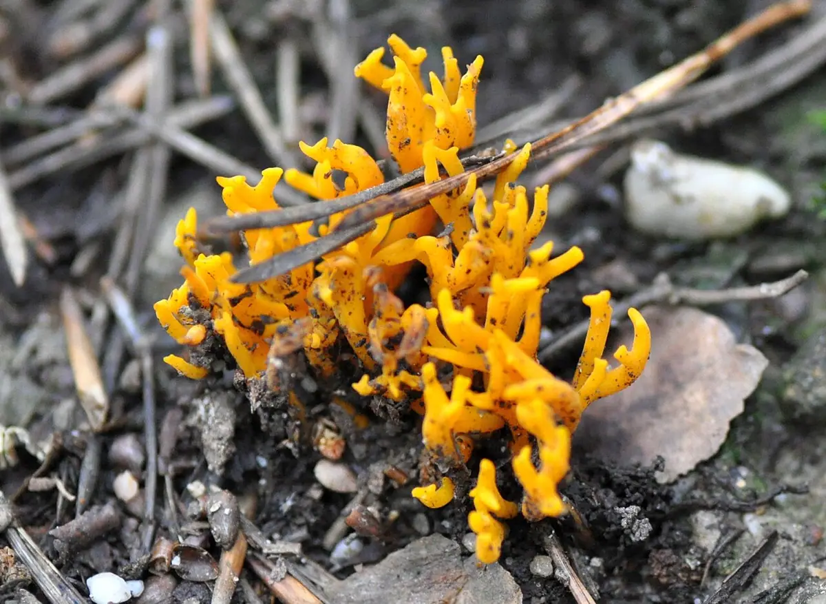 Koralownik szafranowy (Ramariopsis crocea) — zdjęcie 1 z 4