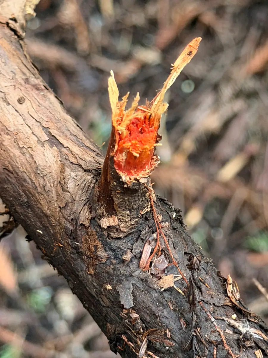 Korkownica krwawa (Atheliachaete sanguinea) — zdjęcie 1 z 4